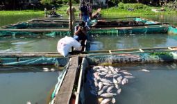 Lagi, Ikan-ikan Mati di Danau Toba - JPNN.com
