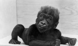 Colo, Gorila Tertua di Dunia Itu Mati dengan Tenang - JPNN.com