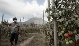Petani di Sinabung Mengeluh Tak Punya Modal Lagi - JPNN.com