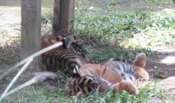 Sepasang Harimau Ditukar Tiga Singa Afrika - JPNN.com