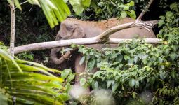 Kali Ini, Kawanan Gajah Itu Hanya Numpang Tidur - JPNN.com