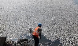 Ratusan Ikan Mati Mendadak di Situ Citongtut - JPNN.com