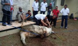 Rayakan Hasil Pemungutan Suara, Rano-Embay Potong Sapi - JPNN.com