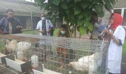 Kementan Luncurkan Varietas Ayam Lokal Pedaging Unggul - JPNN.com