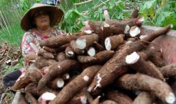 Harga Turun, Petani Singkong di Lampung Tunda Panen - JPNN.com