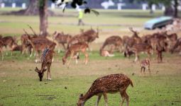 Ratusan Rusa di Istana Bogor Langsung Dilepas - JPNN.com