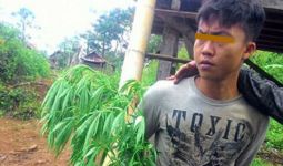 Rangga Ditangkap Saat Rawat Pokok Ganja di Ladang Kopi - JPNN.com