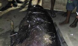 Heboh! Goropa Raksasa Muncul dari Teluk Tomini - JPNN.com