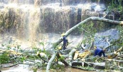Pohon Tumbang di Air Terjun, 20 Tewas Secara Tragis - JPNN.com