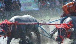 Hebohnya Pesona Mantar Buka Festival Pesona Tambora - JPNN.com