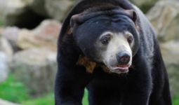 Dua Kaki Petani Ini Hancur Diserang Beruang Madu - JPNN.com