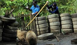 Puluhan Babi yang Berkeliaran di Dam Duriangkang Mulai Dimusnahkan - JPNN.com