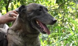 Panik Dikepung Polisi, Williams Nekat Gigit Anjing K9 - JPNN.com