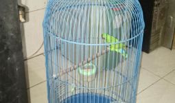 Tak Temukan Uang, Dua Burung Harga Belasan Jutaan Raib Digondol Maling - JPNN.com