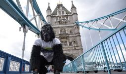 Gorila Ikut Lomba Maraton, Start Minggu, Finis Sabtu - JPNN.com
