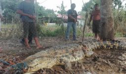 Buaya Besar Ini Kabarnya sudah Dipotong-potong Warga - JPNN.com