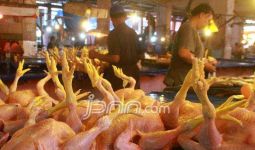 Harga Ayam Potong Naik, Itu pun Lebih Kecil - JPNN.com