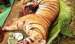 Heboh, Harimau Sumatera Masuk Kampung, Ya Begini Jadinya... - JPNN.com