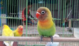 Indonesia Masuk Daftar Merah di Dunia, Tak Bisa Lindungi Burung - JPNN.com