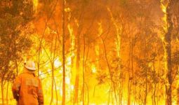 2000 Koala Mati Akibat Kebakaran Hutan di Australia - JPNN.com