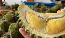 Australia Masuki Musim Durian, Baunya Sudah Mulai Tercium - JPNN.com