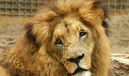 Geger, Empat Singa di Kebun Binatang Spanyol Positif COVID-19 - JPNN.com