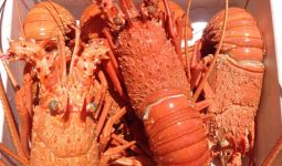 Lobster Australia Ditahan Bandara Tiongkok di Tengah Meningkatnya Selisih Dagang Kedua Negara - JPNN.com