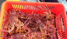 Peternak Lobster di Australia Dirugikan Virus Corona - JPNN.com
