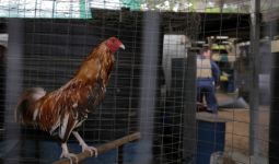 Polisi Australia Menyita Ratusan Ayam Jago yang Digunakan dalam Judi Adu Ayam - JPNN.com