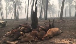 Ratusan Ribu Ternak Australia Terpanggang Matang Akibat Kebakaran Hutan - JPNN.com