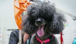 Salon Anjing di Melbourne Laris Manis, Antrean Sampai Berbulan-bulan - JPNN.com