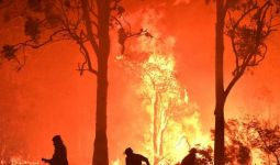 Teganya, Ada Penipuan Berkedok Sumbangan untuk Korban Kebakaran Hutan Australia - JPNN.com
