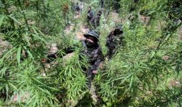 BNN Memusnahkan 13 Ribu Batang Pohon Ganja di Aceh Utara  - JPNN.com