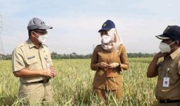 Mentan Syahrul Yasin Limpo: Pertanian Harta Karun Bangsa - JPNN.com