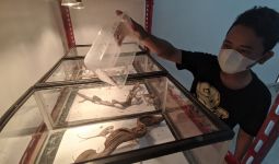 Hobi Pelihara Reptil, Rizky Beberkan Cara Ternak hingga Hasilkan Pundi Rupiah - JPNN.com