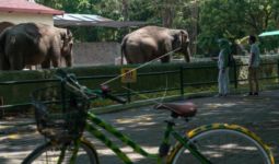 Tegas, Pengelola Kebun Binatang Gembira Loka Zoo Tolak Ratusan Wisatawan - JPNN.com