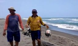 Bangkai Hiu Paus Tutul Terdampar di Pantai Cianjur - JPNN.com