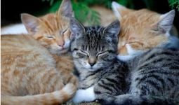 Tiga Kucing Dibunuh di China, Warganet Mengamuk - JPNN.com
