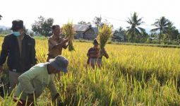 Kementan Dorong Transformasi Sistem Pertanian, Panen di Sulteng Meningkat - JPNN.com