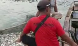 Jutaan Ekor Ikan di Waduk Mati Mendadak - JPNN.com