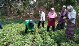 Lewat Program Sekolah Lapang, Hasil Panen Petani Kacang Tanah di NTB Meningkat - JPNN.com