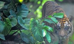 Harimau Sumatera Meresahkan Warga Merangin, Polisi dan BKSDA Lakukan Ini - JPNN.com