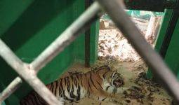 Berkonflik dengan Manusia, Harimau Sumatera Kondisinya Membaik - JPNN.com