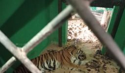 Harimau Sumatera yang Direhabilitasi di BKSDA Jambi Mati, Apa Penyebabnya? - JPNN.com