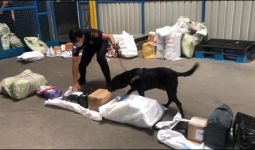 Anjing K9 Milik Bea Cukai Batam Berhasil Temukan Sabu-sabu dalam Barang Kiriman - JPNN.com