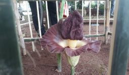 Penampakan Bunga Bangkai yang Bikin Warga Jaktim Heboh, Ternyata - JPNN.com