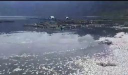 362 Ton Ikan Mati di Danau Maninjau, Petani Rugi Miliaran Rupiah - JPNN.com