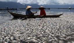Ternyata Ini Penyebab Ratusan Ton Ikan Mati Mendadak - JPNN.com