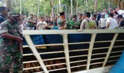 Harimau Sumatera yang Teror Warga Padang Lawas Akhirnya Tertangkap, Tuh Lihat - JPNN.com