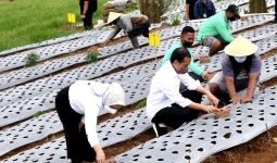 Jokowi Ingin Food Estate Jateng Punya Kelembagaan Petani yang Kuat - JPNN.com